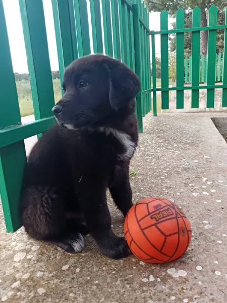 Cucciolotto da sogno 2 mesi e mezzo | Foto 0