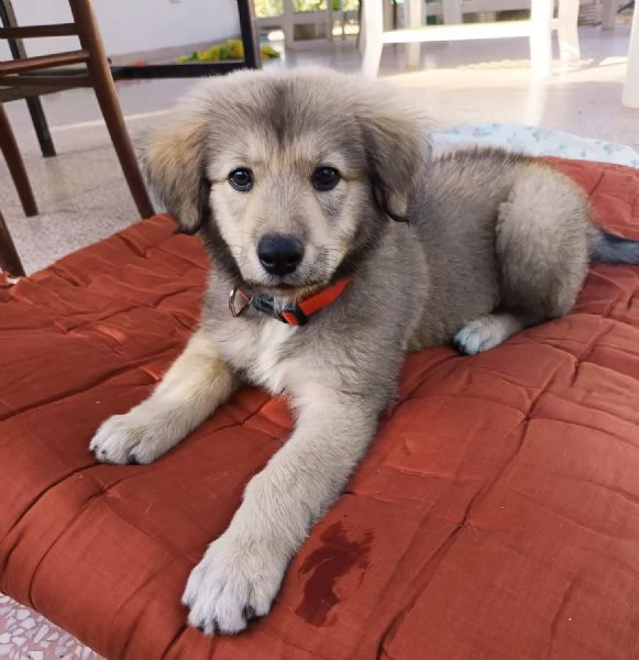 Lyuba cucciola 2 mesi