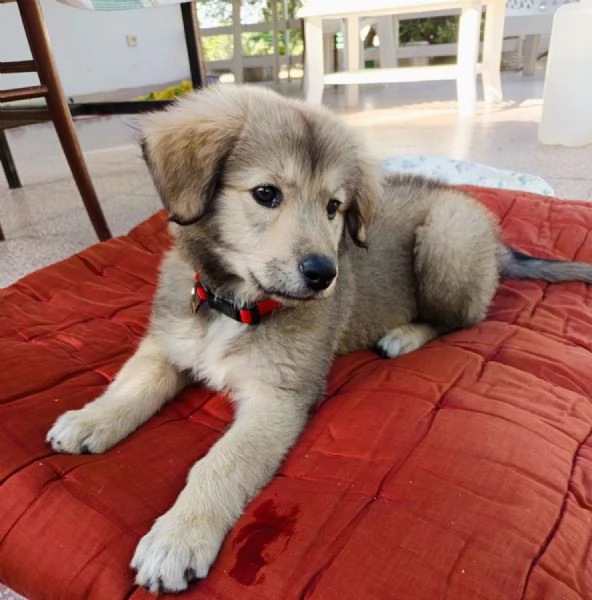 Lyuba cucciola 2 mesi | Foto 1