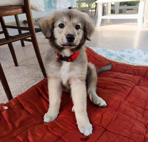 Lyuba cucciola 2 mesi | Foto 0