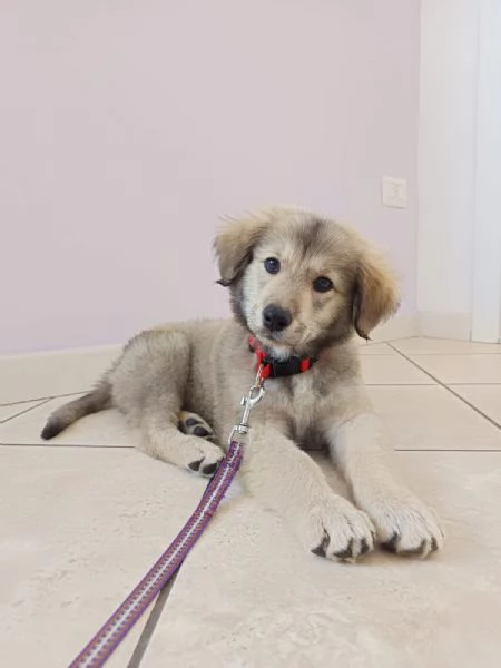 Cucciola futura taglia grande 2 mesi | Foto 3