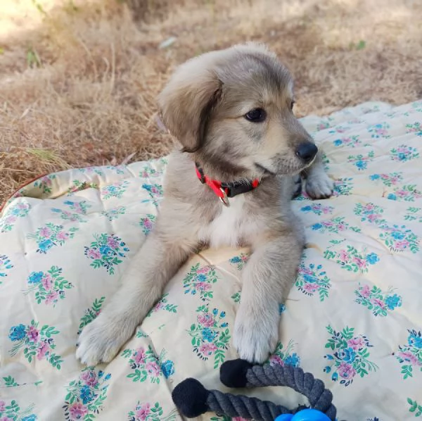 Cucciola futura taglia grande 2 mesi | Foto 1