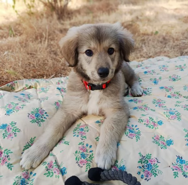 Cucciola futura taglia grande 2 mesi