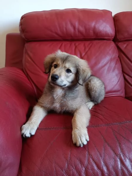 Cucciola mix pastore 2 mesi | Foto 2