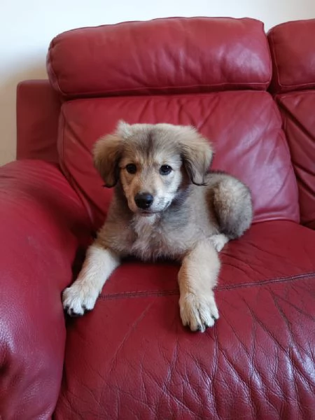 Cucciola mix pastore 2 mesi | Foto 1