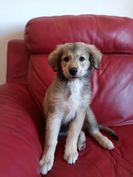 Cucciola mix pastore 2 mesi