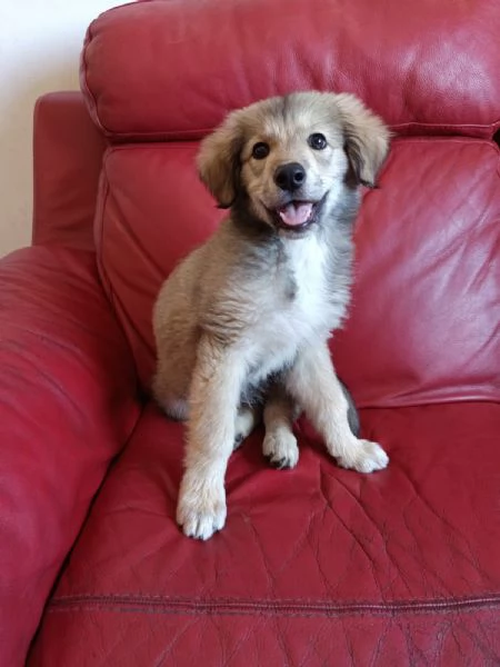 Cucciola mix pastore 2 mesi | Foto 0