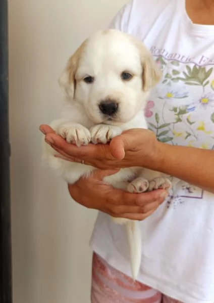 Bella cucciola da sogno taglia media | Foto 3