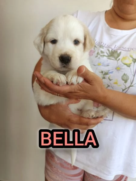 Bella cucciola da sogno taglia media