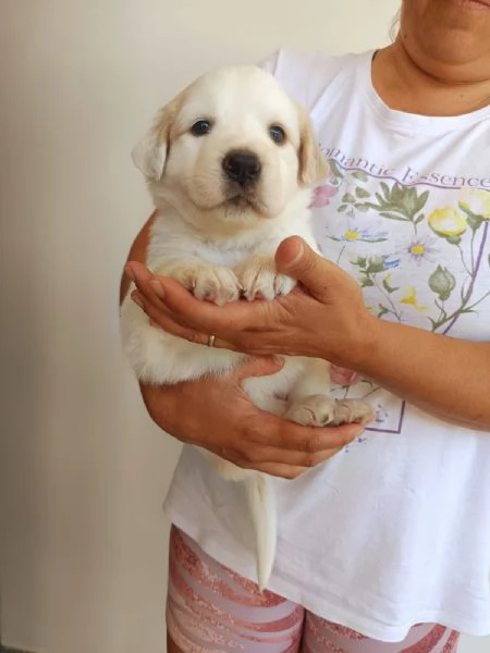 Bella cucciola da sogno taglia media | Foto 1