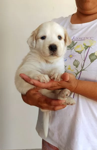 Bella cucciola da sogno taglia media | Foto 0