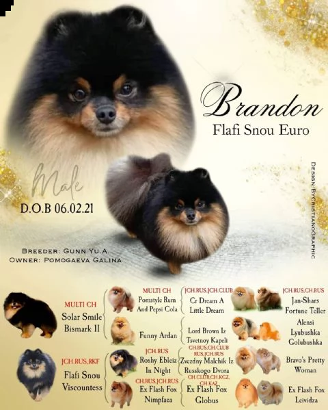 bellissimo maschietto black  tan pedigree enci 