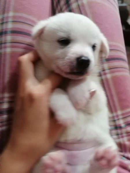 regalo cuccioli 