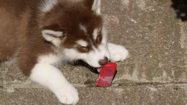 cuccioli alaskan malamute maschio e femmina | Foto 2