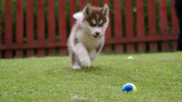 cuccioli alaskan malamute maschio e femmina | Foto 1