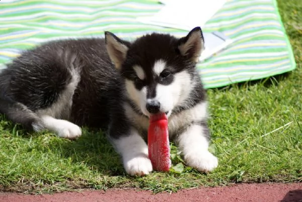 cuccioli alaskan malamute maschio e femmina | Foto 0