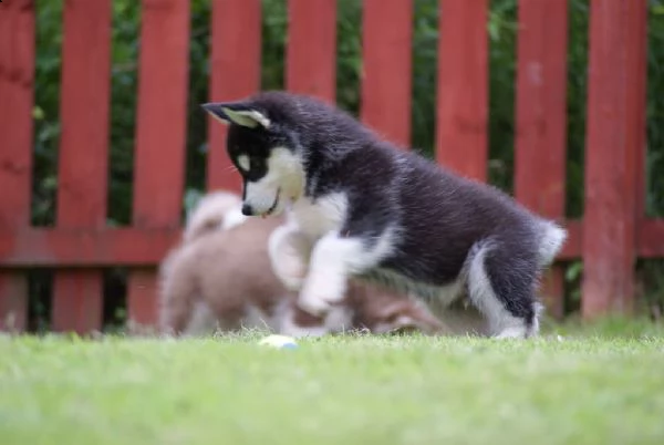 cuccioli alaskan malamute maschio e femmina