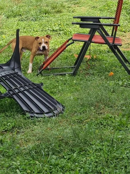 staffordshire bull terrier 