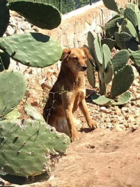 cagnolina  di taglia media in adozione