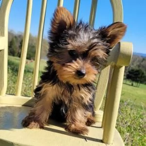 cuccioli di yorkshire terrier