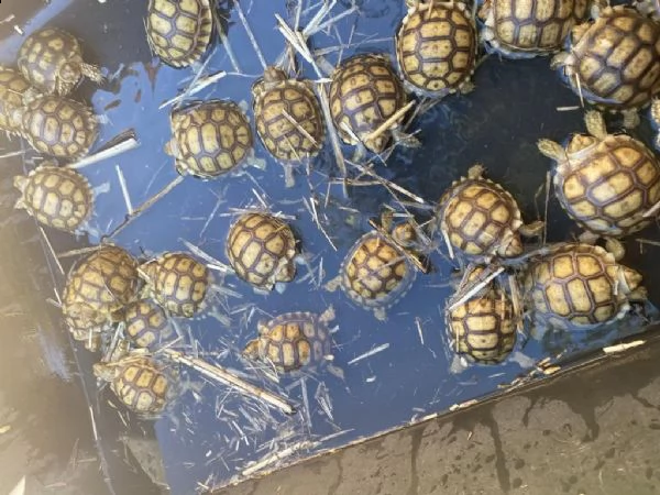 sto offrendo 35 tartarughe di sulcata tutte e 35 di circa 3 settimane crescere bene mangiando una 