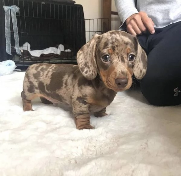  regalo adorabili cuccioli  bassotto dachshund femminucce e maschietti disponibili