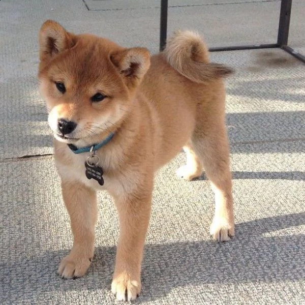 regalo cuccioli di shiba inu bellissimi cuccioli fulvi e vengono consegnati con il microcipiscrizio