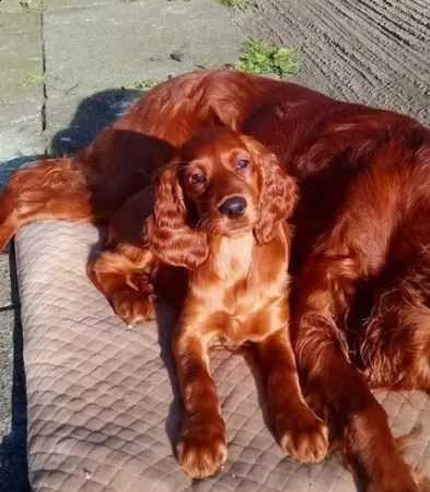 cucciolo di setter irlandese