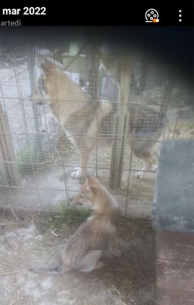 cuccioli di lupo cecoslovacco 