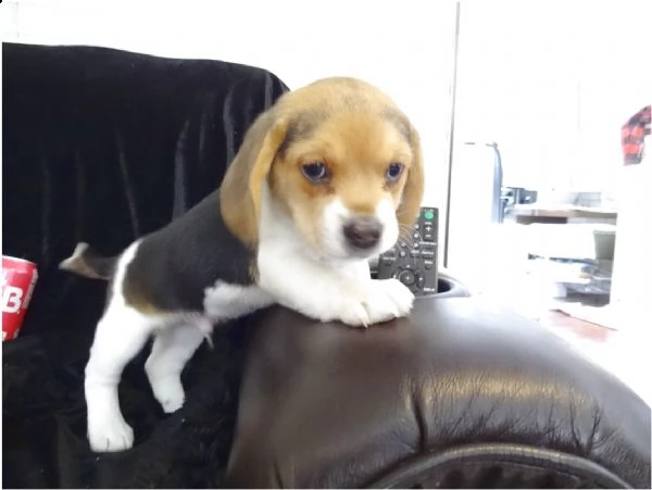 beagle cucciolata