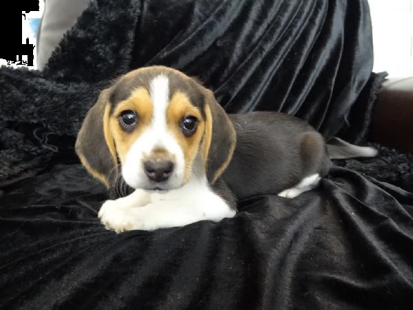 beagle cucciolata | Foto 5