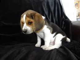 beagle cucciolata | Foto 4
