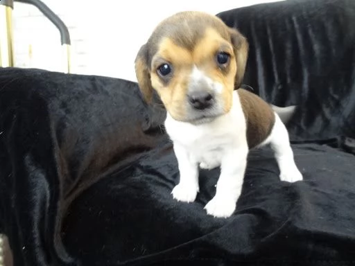 beagle cucciolata | Foto 3