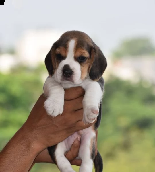 beagle cucciolata | Foto 1