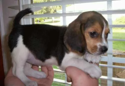 beagle cucciolata | Foto 0