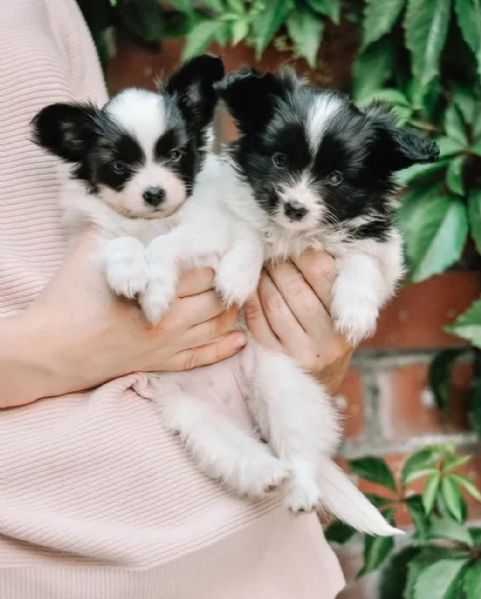 Orecchini in vetro Papillon Tri, disegno artistico, regalo per gli amanti dei cani, gioielli Papillon per la mamma. - Italia