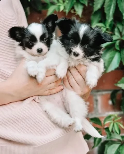 regalo cuccioli di papillon bellissimi cuccioli disponibili carattere adorabile sono docili ed aff
