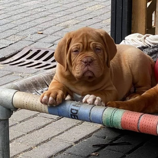 regalo pit bull cuccioli meravigliosi  nati in casa da nostri esemplari ipertipici carattere ottimo