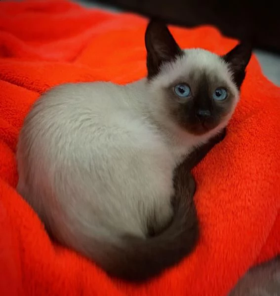 consegna gattini di siamese regalo con libretto sanitario   microchip vaccinato e sverminato   i 