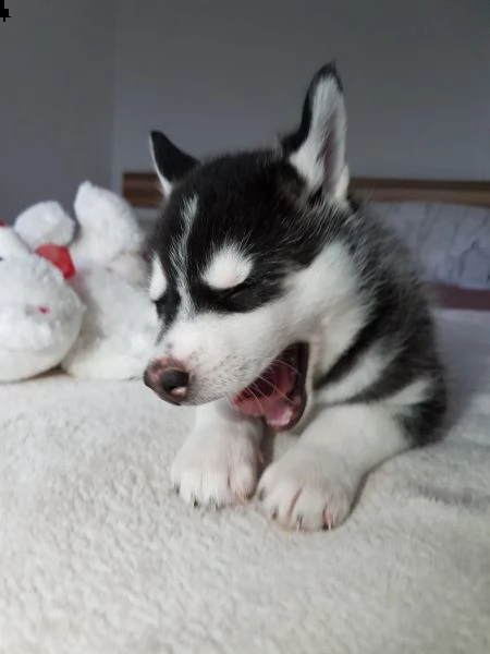 vendo splendidi cuccioli di husky