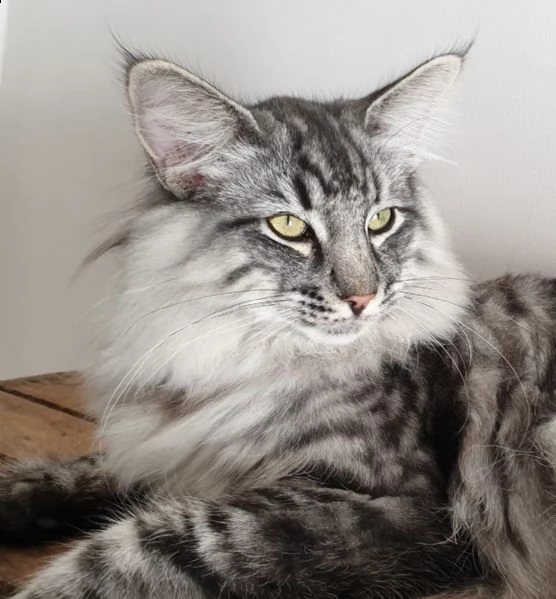 cuccioli di gatto delle foreste norvegesi | Foto 0