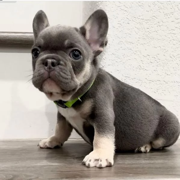 regalo cucciolo bulldog francese
