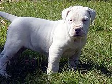 adorabili cuccioli di dogo argentino femminucce e maschietti disponibili per ladozione gratuita i c