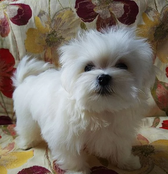 regalo cucciolo maltese
