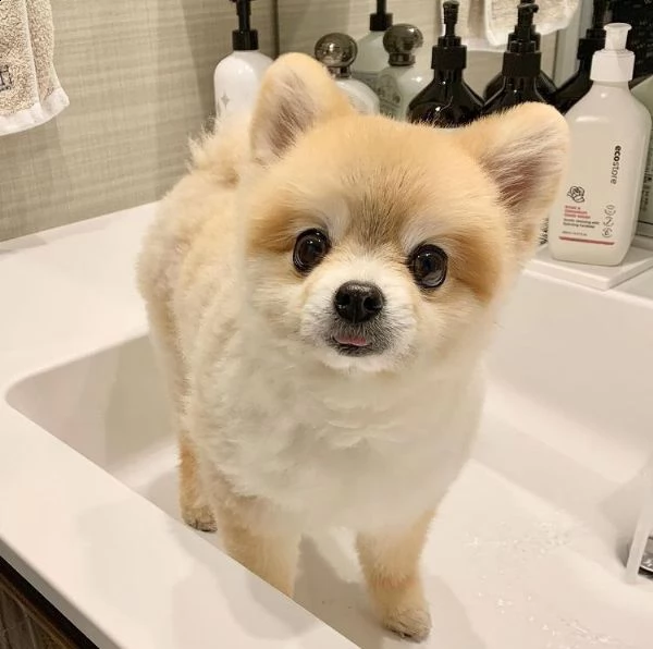 regalo per mis husky e pomeranian che regala un giocattolo pomsky 