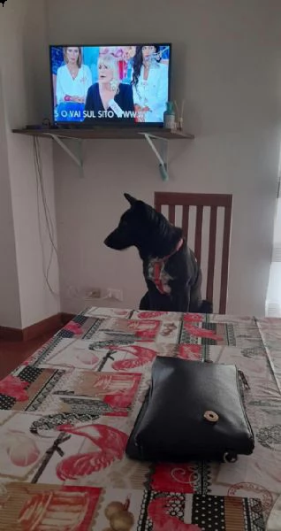 regalo cagnolina di 10mesi | Foto 1