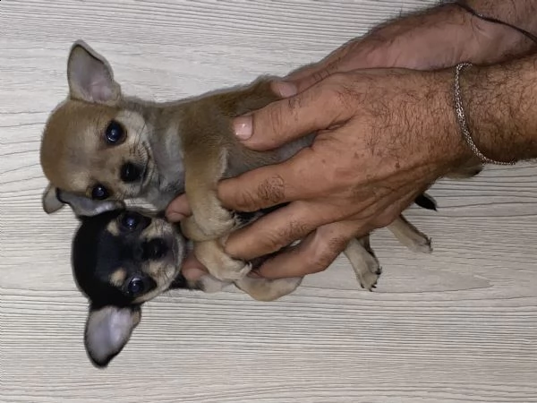 chihuahua toy  | Foto 4