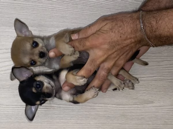 chihuahua toy  | Foto 3