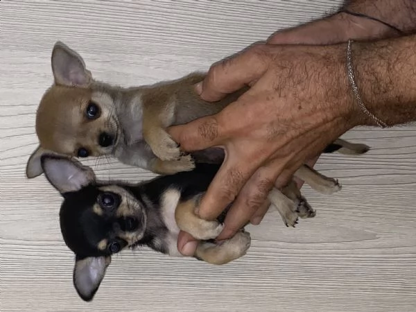 chihuahua toy  | Foto 2