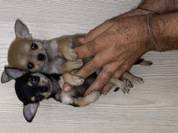 chihuahua toy  | Foto 1